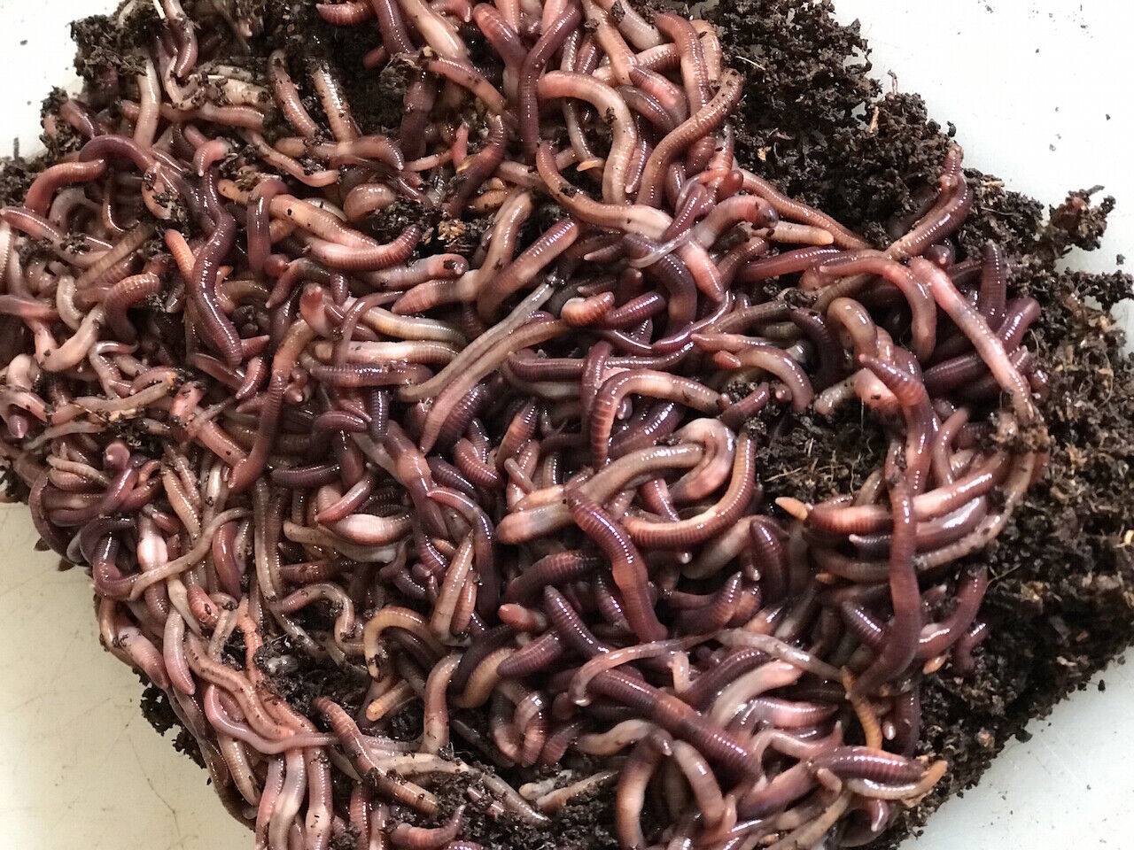 Compostwormen
